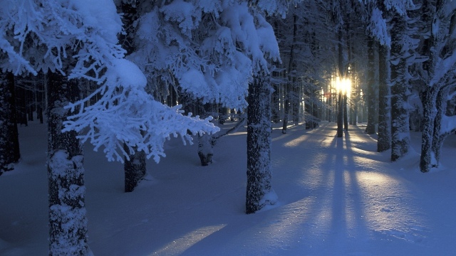 forest-sunrise-winter-trees-wallpaper-1